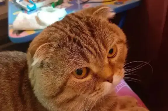 Пропал кот Барсом 30, Сергиевский