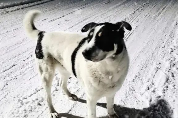 Пропала собака Балби-Рой на ул. Капитана Орликовой, 40, Мурманск