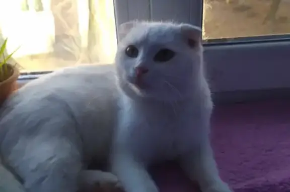 Найдена белая кошка на Рокоссовского, 8, Донецк