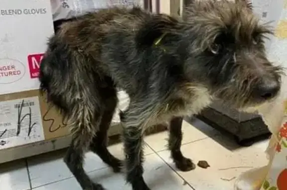 Пропала собака в Раменском, вознаграждение
