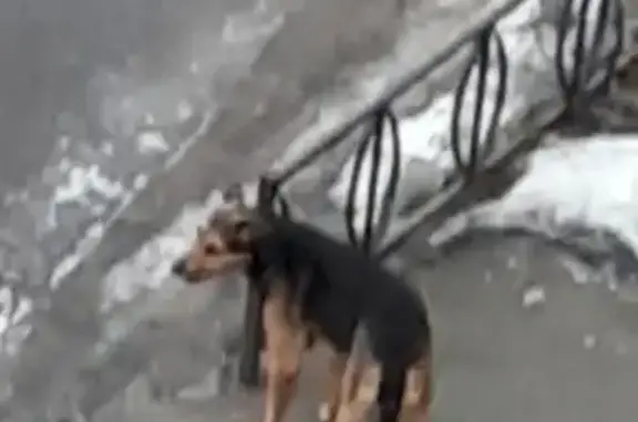 Пропала собака Джек в Санкт-Петербурге на Купчинской улице