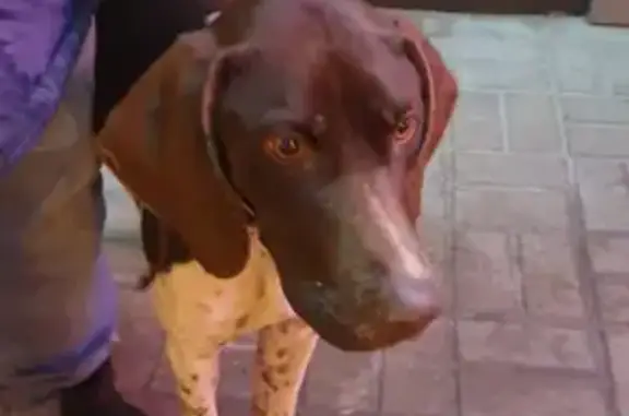 Собака Потеряшка найдена на ул. Гоголя, 15 в Белгороде
