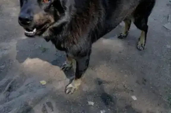 Пропала собака в Ярославской области, окрас чёрный с рыжими прогалинами.