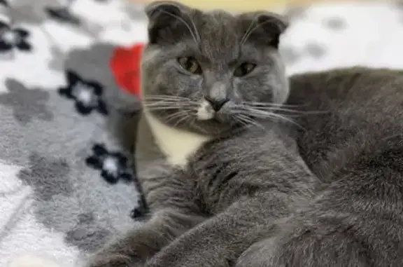 Кошки потеряшки, Борки, фото: Потеряшка кошка Мартин в д. Борки, Зубцовское сельское поселение