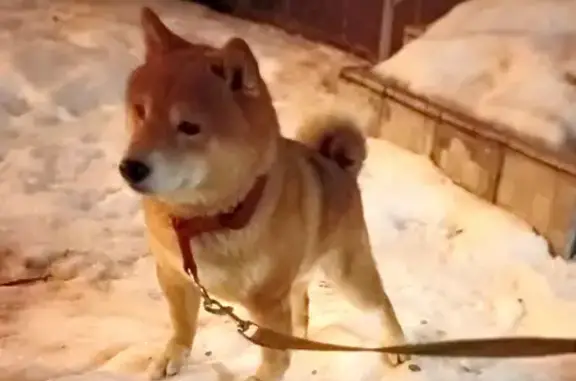 Собака Сиба-ину найдена на 50 лет Октября, Москва