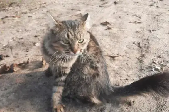 Кошки потеряшки, Ильино (володарский Р-н), фото: Потеряшка кошка Кот на Лесной улице, Ильино