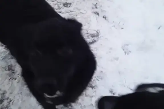 Собака на Ленина 95: черный окрас, средний размер, белые кончики лап.