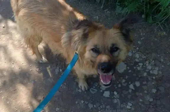 Собаки потеряшки, Малошильнинское, фото: Потеряшка собака ЖУЛЯ в районе Дизелиста, Татарстан