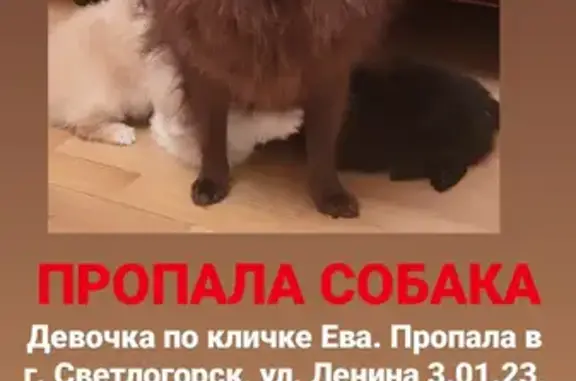 Собаки потеряшки, , фото: Потеряшка собака Ева, шпиц, ул. Ленина, 12, Светлогорск.