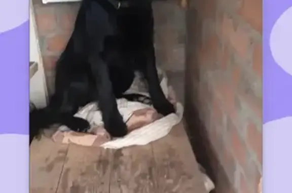 Пропала собака Илай на Средней улице, Таганрог