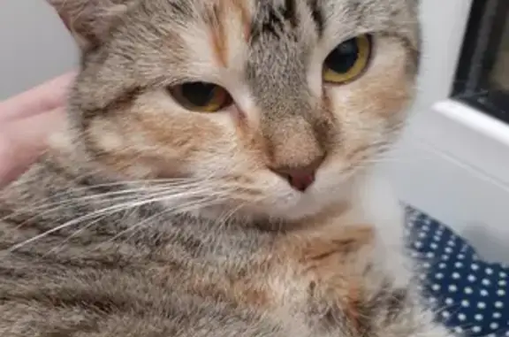 Найдена кошка на Первомайской, 37 в Долгопрудном.