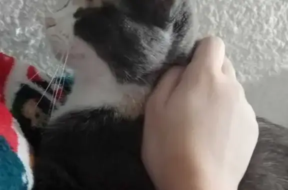 Кошки потеряшки, Омск, фото: Потеряшка кошка на Краснознамённой улице в Омске