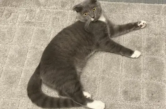 Кошки потеряшки, Борки, фото: Потеряшка котенок в деревне Борки, Зубцовский район, Тверская область