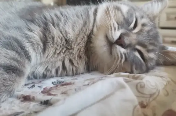 Кошки потеряшки, Арзамас, фото: Потеряшка кошка в Арзамасе: ул. 50 лет ВЛКСМ, 26А