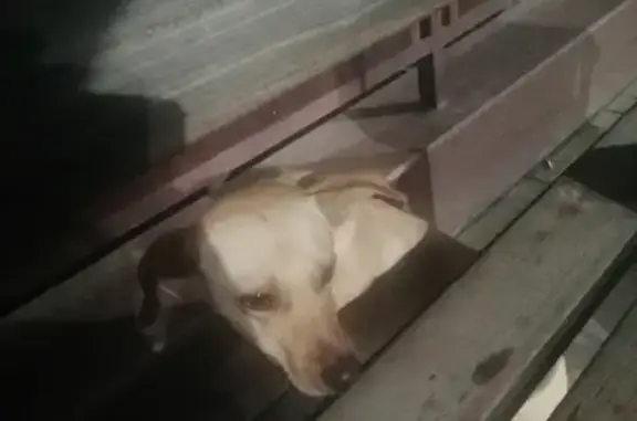 Собака на Заполярной улице, Краснодар, грустная.
