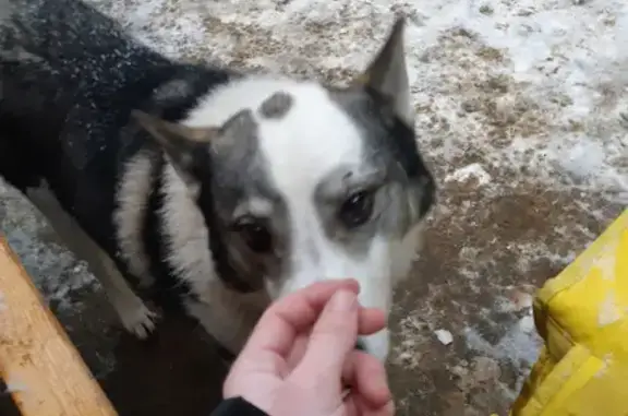 Собака найдена на ул. Бекетова, 65, Н. Новгород