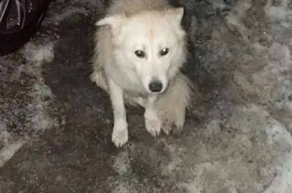 Найдена белая собака в 5 км от Воскресенска