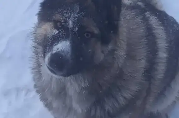 Найдена собака Мордочка в Новосибирской области