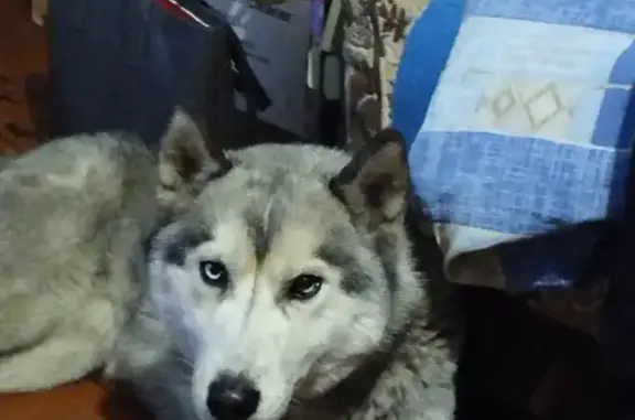 Найдена собака на Советской, 4 в Осинниках