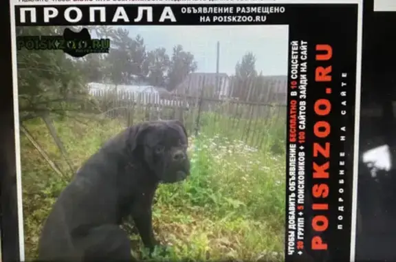Пропала собака породы Кане корсо на станции Караульная, вознаграждение!