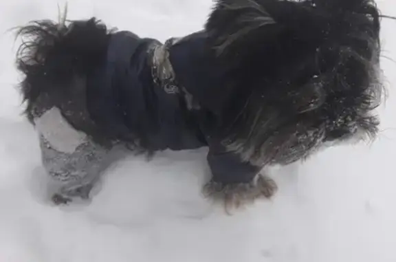 Пропала собака Пончик на проспекте 50 лет Октября в Саратове