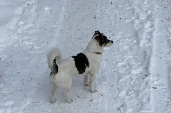 Найдена собака на ул. Молодогвардейцев, 68а в Челябинске