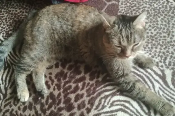 Найдена домашняя трёхцветная кошка на Раздольной, Челябинск