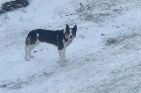 Собака Кобель найдена на Тверской, 106 в Томске.