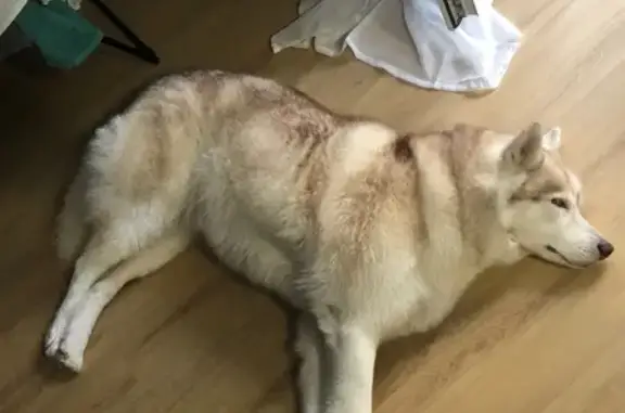 Найдена собака, Ростов-на-Дону, фото: Найдена Хаски девочка на пр. Шолохова