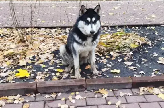 Пропала собака Хаски на улице Ульянова, Брянск