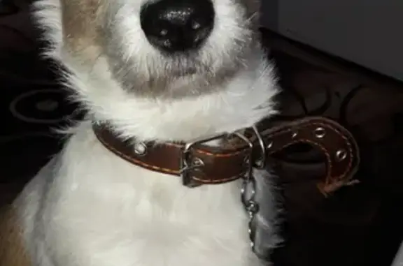 Собаки потеряшки, Нижний Новгород, фото: Потеряшка собака Оливия на ул. Планетная, Н. Новгород