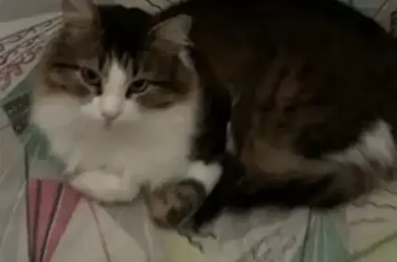 Кошки потеряшки, , фото: Потеряшка кошка Мотя в Штормовском поселении