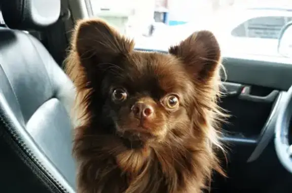 Собаки потеряшки, Ушаковское, фото: Потеряшка собака на Байкальском тракте, 3 января, окрас шоколадный, кличка Марс.