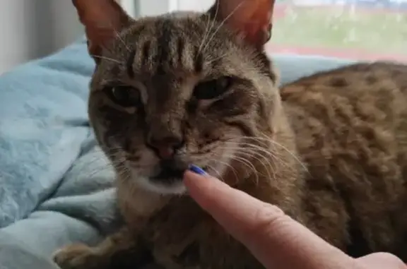 Объявления о пропавших и найденных животных, Курган, фото: Пропала кошка на ул. Кравченко, 49, Курган.