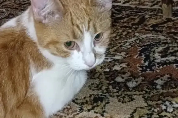 Кошки потеряшки, Ярославль, фото: Потеряшка кот Симба на 4-ой Вокзальной, Ярославль