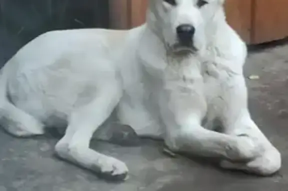 Пропала собака Алабай на Советской, 48 в Черногорске