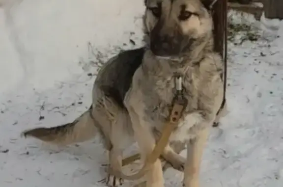 Собаки потеряшки, , фото: Потеряшка собака Раптор на Промысловой, 15 в Пермском городском округе