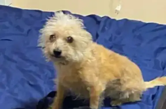 Собаки потеряшки, Анапа, фото: Потеряшка собака Буся на улице Владимирская, Анапа