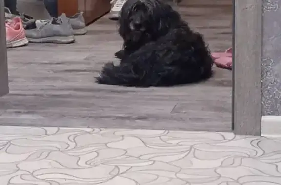 Пропала собака Бим в Ангарске (20)