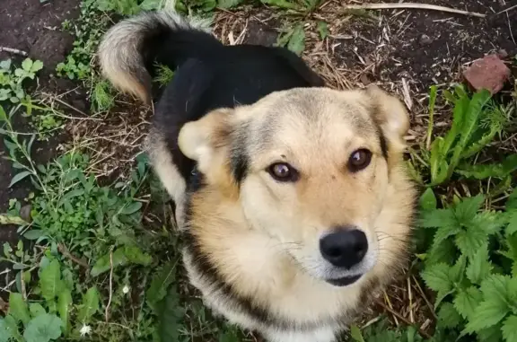 Пропала собака Балбес в поселке Воровского, Татарстан