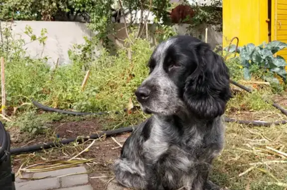 Собаки потеряшки, Волгоград, фото: Потеряшка собака Рада на Ромашковой, Волгоград
