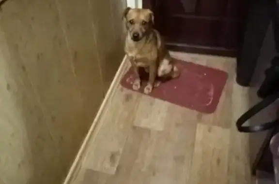 Собака найдена на улице Кирова, Братск