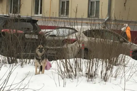 Собака в ошейнике и наморднике ищет помощи на ул. Дмитрия Ульянова, Москва