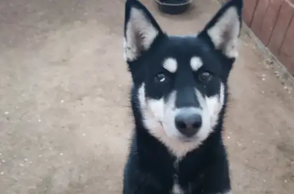 Найдена собака, Московская область, фото: Найден щенок без ошейника в Гольково, Московская область