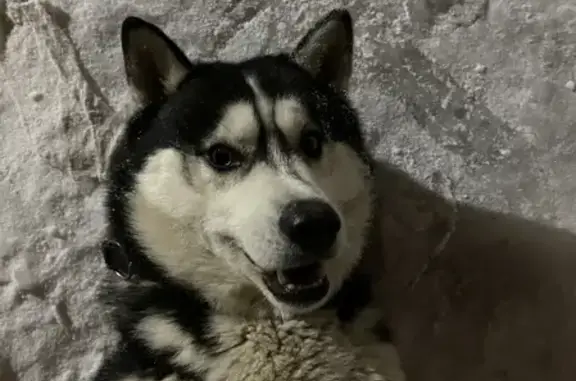 Собаки потеряшки, Казань, фото: Потеряшка собака Джек на Черепичной, Казань