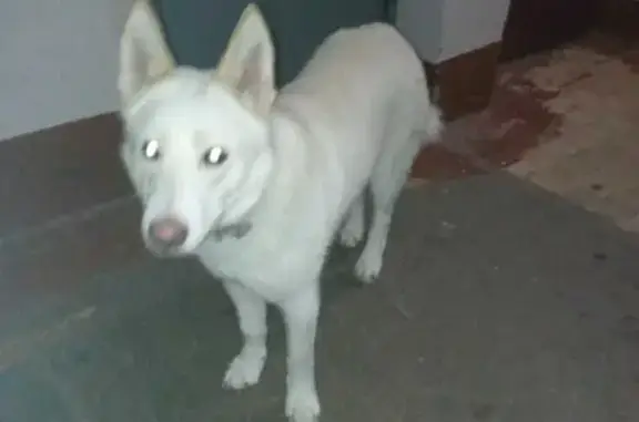Найдена собака на Верхней ул. Черепанова, 56, Нижний Тагил