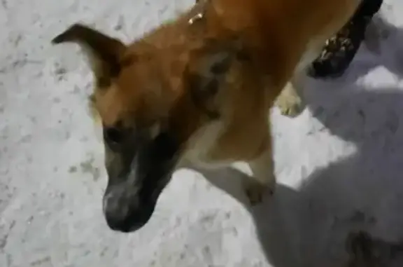 Потерян щенок в районе 25 школы, Томск