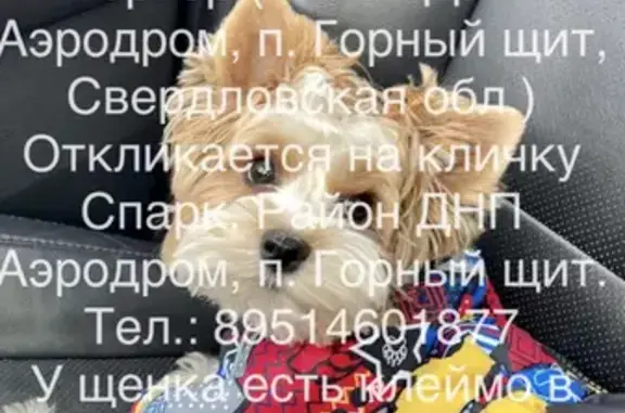 Пропала собака Бивер Йорк в ДНП Аэродром, Екатеринбург