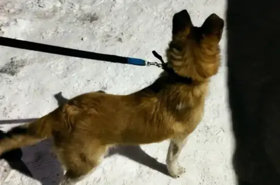 Найдена собака на улице Сергея Лазо, Томск