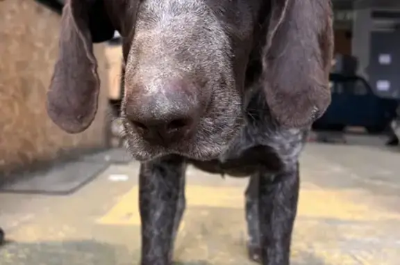 Собака найдена в Промышленном переулке, Сочи
